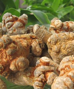 Bạn đã biết những công dụng thần kì của củ tam thất
