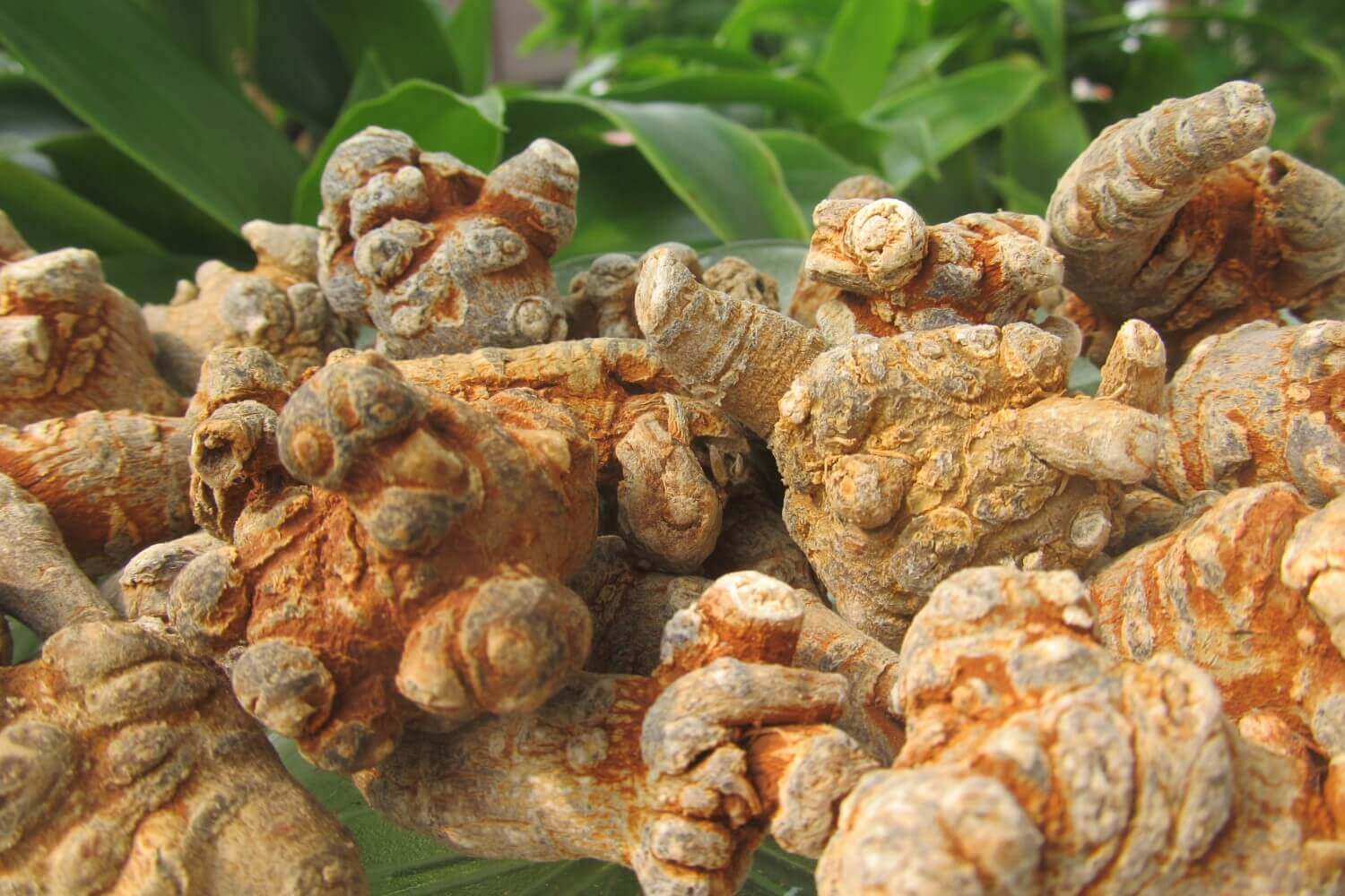 Bạn đã biết những công dụng thần kì của củ tam thất