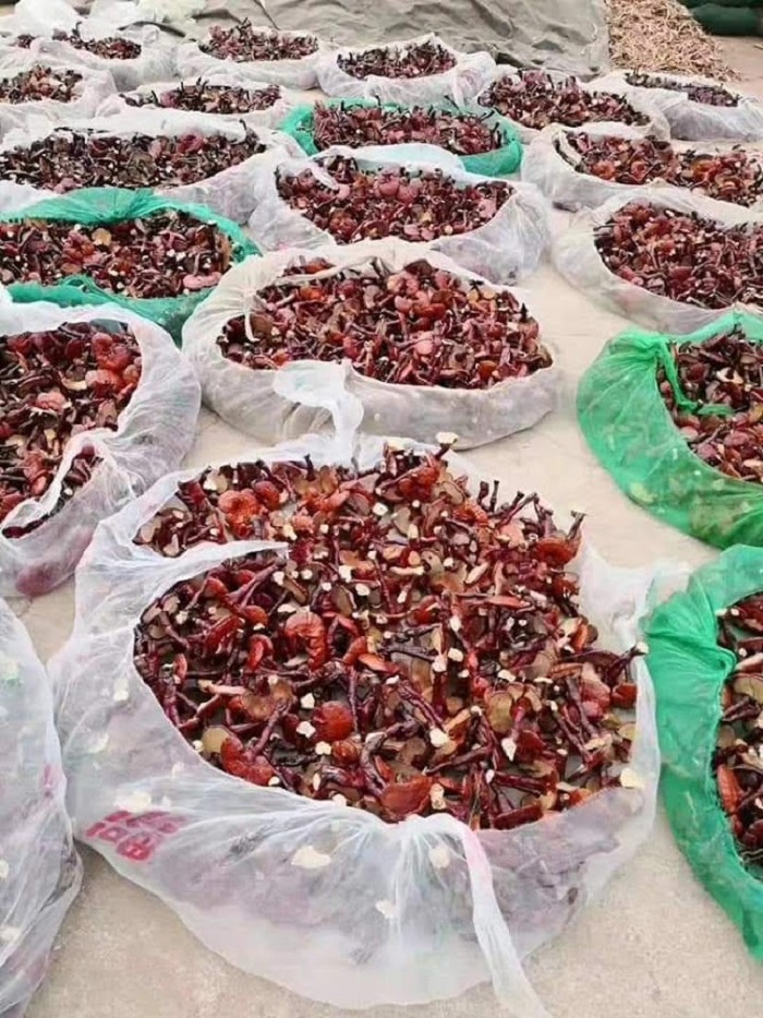 Đến đặc sản tây Bắc để mua nấm lim xanh xịn