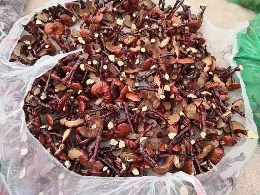 công dụng tuyệt vời của nấm lim xanh